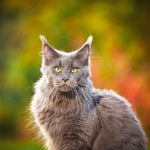 Cool Cats 2027
