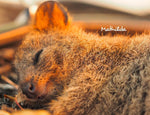 Quokka 2027 Planer Eintragkalender