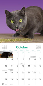Cats on Catnip Wall Calendar 2027