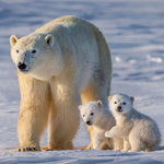 Eisbären / Polar Bears 2027