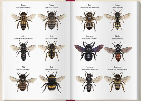 Bienenkalender 2027