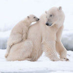 Eisbären / Polar Bears 2027