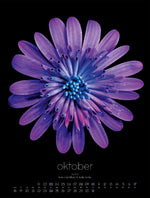 in bloom Kalender 2027 (Innenansicht)