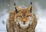 Luchs - Puzzle