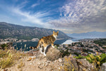 Katzen der Welt (Innenansicht)