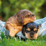 Dogs 2027