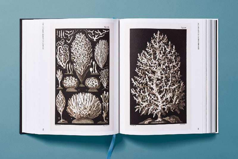 The Art and Science of Ernst Haeckel (Innenansicht)