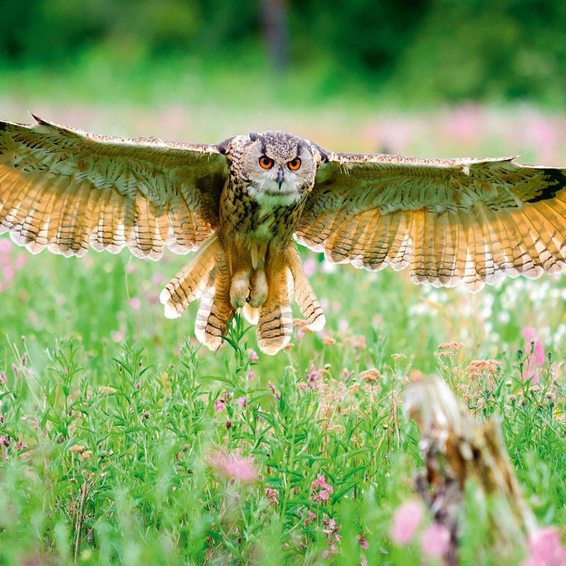 Magic Owls 2027 (Innenansicht)