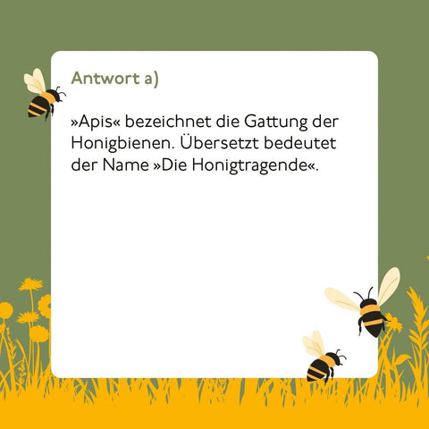Bienen-Quiz