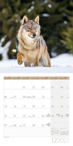 Wölfe Kalender 2027 - 30x30 - Art12