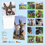 Esel / Donkeys 2027