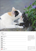 Katzen Wochenplaner 2027 - 53 faszinierende Fotografien