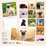 Möpse / Puglets 2027