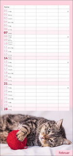 times&more Katzen Familienplaner 2027
