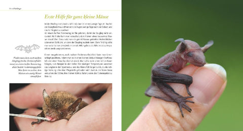 Fledermaus ganz nah