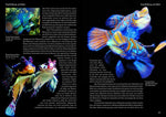 Art für Art: Leierfische (Innenansicht)