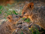 Quokka 2027 Planer Eintragkalender