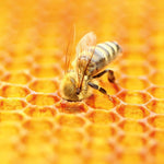 Bienen / Bees 2027