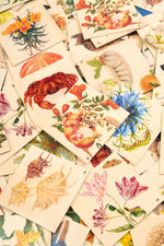 Maria Sibylla Merian. Memo (Innenansicht)