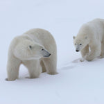 Eisbären / Polar Bears 2027