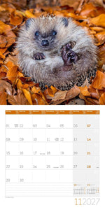 Igel Kalender 2027 - 30x30 - Art12