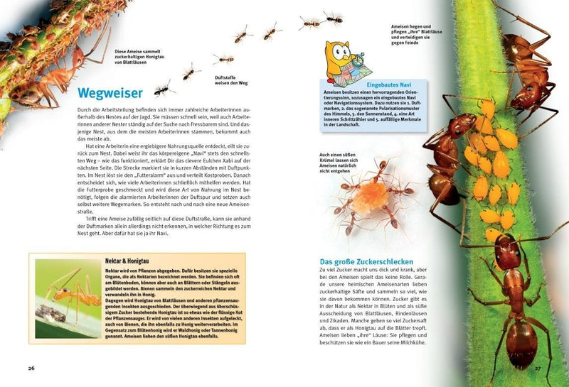 Entdecke die Ameisen (Innenansicht)