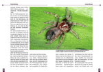 Die Rotknie Vogelspinne