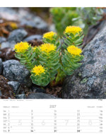 Alpenblumen Kalender 2027