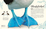 Wundervolle Welt der Vögel (Innenansicht)