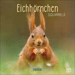 Eichhörnchen 2027