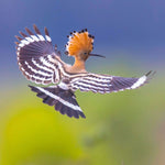 Birds 2027