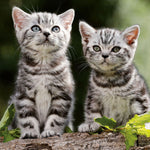 Katzen / Cats 2027