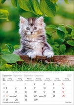 Katzen 2027