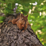 Eichhörnchen 2027