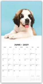 Saint Bernards - Bernhardiner 2027 - 16-Monatskalender