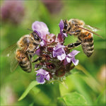 Bienen 2027