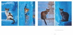 Katzen (Innenansicht)